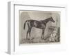 The Duke, Winner of the Goodwood and Brighton Cups-Harry Hall-Framed Giclee Print