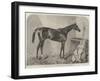 The Duke, Winner of the Goodwood and Brighton Cups-Harry Hall-Framed Giclee Print