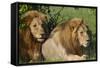 The Duo-Susann Parker-Framed Stretched Canvas