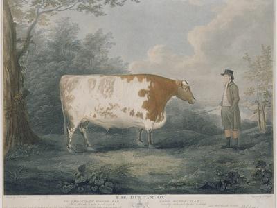 https://imgc.allpostersimages.com/img/posters/the-durham-ox-engraved-by-j-wessel-1802_u-L-Q1HHHSK0.jpg?artPerspective=n