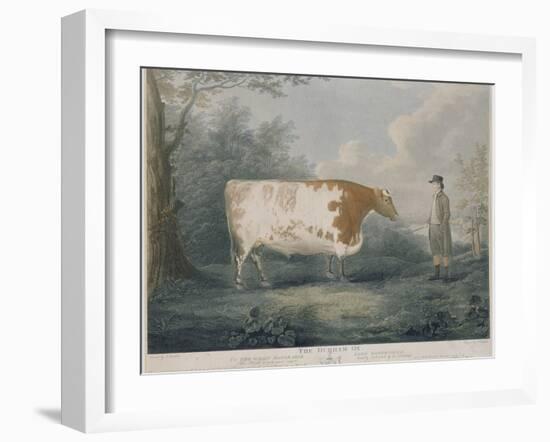 The Durham Ox, Engraved by J. Wessel, 1802-John Boultbee-Framed Giclee Print