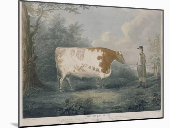 The Durham Ox, Engraved by J. Wessel, 1802-John Boultbee-Mounted Giclee Print