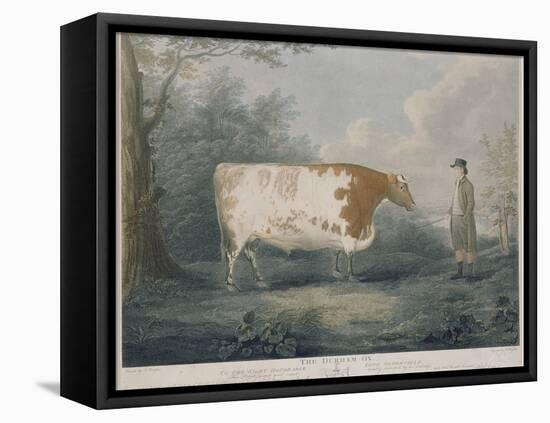 The Durham Ox, Engraved by J. Wessel, 1802-John Boultbee-Framed Stretched Canvas