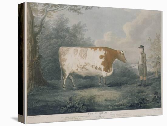 The Durham Ox, Engraved by J. Wessel, 1802-John Boultbee-Stretched Canvas