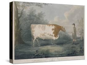 The Durham Ox, Engraved by J. Wessel, 1802-John Boultbee-Stretched Canvas