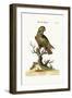 The Dusky Parrot, 1749-73-George Edwards-Framed Giclee Print