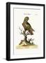The Dusky Parrot, 1749-73-George Edwards-Framed Giclee Print