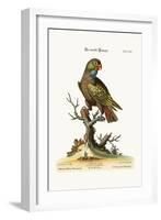 The Dusky Parrot, 1749-73-George Edwards-Framed Giclee Print