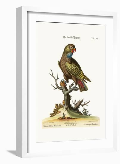 The Dusky Parrot, 1749-73-George Edwards-Framed Giclee Print