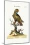 The Dusky Parrot, 1749-73-George Edwards-Mounted Giclee Print