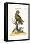 The Dusky Parrot, 1749-73-George Edwards-Framed Stretched Canvas