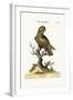 The Dusky Parrot, 1749-73-George Edwards-Framed Giclee Print