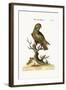 The Dusky Parrot, 1749-73-George Edwards-Framed Giclee Print