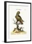 The Dusky Parrot, 1749-73-George Edwards-Framed Giclee Print