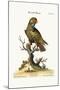The Dusky Parrot, 1749-73-George Edwards-Mounted Giclee Print