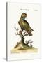 The Dusky Parrot, 1749-73-George Edwards-Stretched Canvas