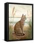 Framed Canvas