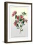 The Dwarf Crimson Chinese Azalea-null-Framed Art Print