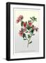 The Dwarf Crimson Chinese Azalea-null-Framed Art Print