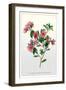 The Dwarf Crimson Chinese Azalea-null-Framed Art Print