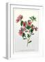 The Dwarf Crimson Chinese Azalea-null-Framed Art Print