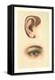 The Ear and Eye-null-Framed Stretched Canvas