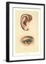 The Ear and Eye-null-Framed Art Print