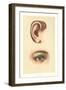 The Ear and Eye-null-Framed Art Print