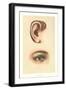 The Ear and Eye-null-Framed Art Print