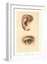 The Ear and Eye-null-Framed Art Print