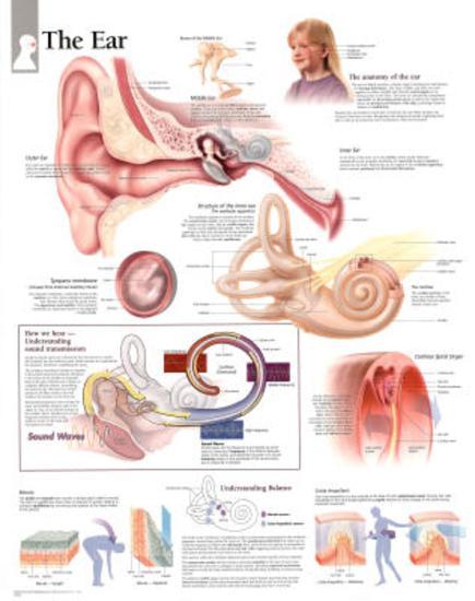 Poster, , large