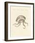 The Eared Jellyfish-null-Framed Giclee Print