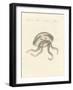 The Eared Jellyfish-null-Framed Giclee Print