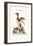 The Eared or Horned Dobchick, 1749-73-George Edwards-Framed Giclee Print