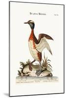 The Eared or Horned Dobchick, 1749-73-George Edwards-Mounted Giclee Print