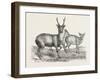 The Earl of Derby's Menagerie, at Knowsley, Uk: Male and Female Hog Deer-null-Framed Giclee Print