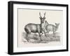 The Earl of Derby's Menagerie, at Knowsley, Uk: Male and Female Hog Deer-null-Framed Giclee Print