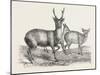 The Earl of Derby's Menagerie, at Knowsley, Uk: Male and Female Hog Deer-null-Mounted Giclee Print