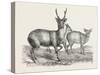 The Earl of Derby's Menagerie, at Knowsley, Uk: Male and Female Hog Deer-null-Stretched Canvas