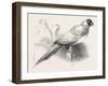 The Earl of Derby's Menagerie, at Knowsley, UK: Masked Parrot-null-Framed Giclee Print