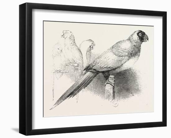 The Earl of Derby's Menagerie, at Knowsley, UK: Masked Parrot-null-Framed Giclee Print