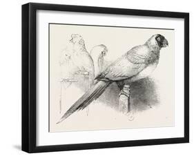 The Earl of Derby's Menagerie, at Knowsley, UK: Masked Parrot-null-Framed Giclee Print