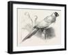 The Earl of Derby's Menagerie, at Knowsley, UK: Masked Parrot-null-Framed Giclee Print