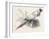 The Earl of Derby's Menagerie, at Knowsley, UK: Masked Parrot-null-Framed Giclee Print