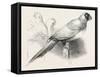 The Earl of Derby's Menagerie, at Knowsley, UK: Masked Parrot-null-Framed Stretched Canvas