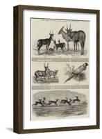 The Earl of Derby's Menagerie, at Knowsley-John Wykeham Archer-Framed Giclee Print