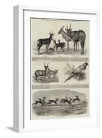The Earl of Derby's Menagerie, at Knowsley-John Wykeham Archer-Framed Giclee Print