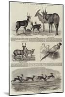 The Earl of Derby's Menagerie, at Knowsley-John Wykeham Archer-Mounted Giclee Print