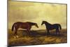 The Earl of Granards's Bright Bay Filly and Dark Bay Stallion Standing in an Extensive Landscape-William Luker-Mounted Giclee Print