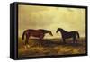 The Earl of Granards's Bright Bay Filly and Dark Bay Stallion Standing in an Extensive Landscape-William Luker-Framed Stretched Canvas